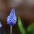 Muscari azureum