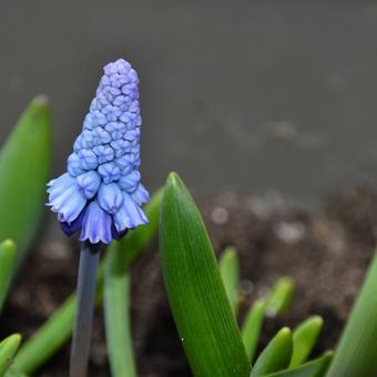 Muscari azureum