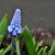 Muscari azureum