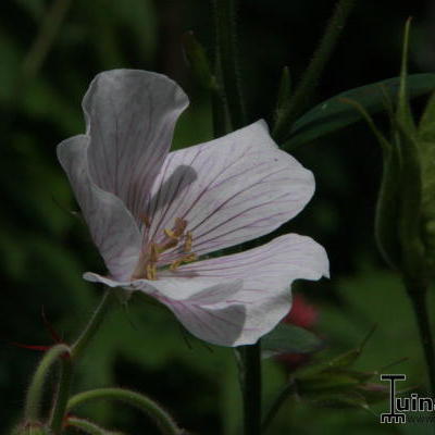 Geranium clarkei - 