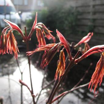 Acer palmatum