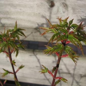 Acer palmatum 'Shishigashira'