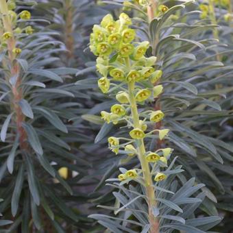 Euphorbia characias 'Black Pearl'