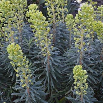 Euphorbia characias 'Black Pearl'