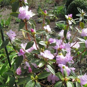 Rhododendron 'Praecox'