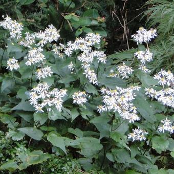 Aster divaricatus