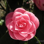 Kamelie - Camellia japonica (Roze)