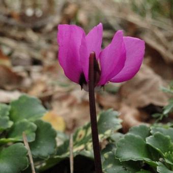 Cyclamen coum