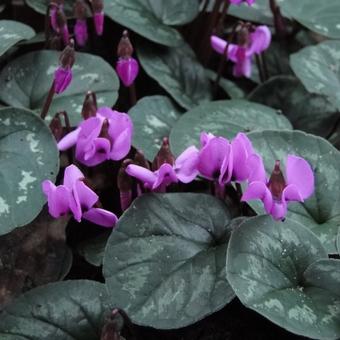 Cyclamen coum