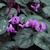 Cyclamen coum