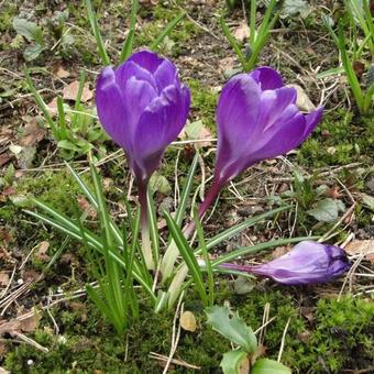 Crocus tommasinianus 'Ruby Giant'