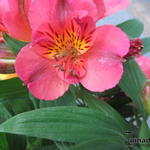 Alstroemeria 'PRINCESS Elaine' - 