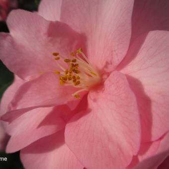 Camellia japonica 'Desire'