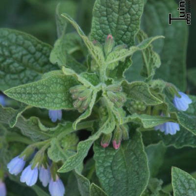 Symphytum azureum - Symphytum azureum