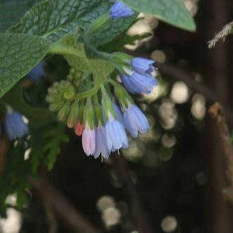 Symphytum azureum