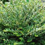 Lonicera nitida - 