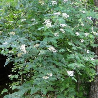 Sorbus aucuparia