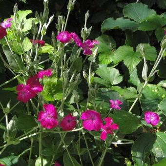 Lychnis coronaria