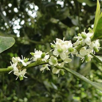 Ilex aquifolium