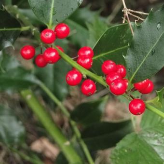 Ilex aquifolium