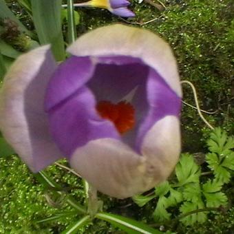 Crocus sieberi subsp. Sublimis 'Tricolor'