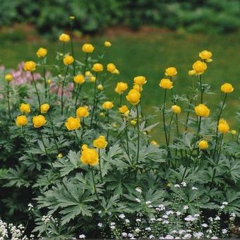 Trollius europaeus