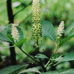 Phytolacca acinosa - Indische Kermesbeere