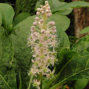 Phytolacca acinosa