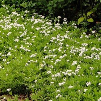 Galium odoratum