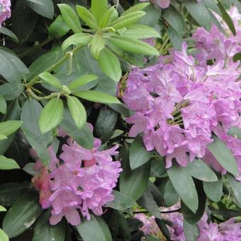 Rhododendron ponticum