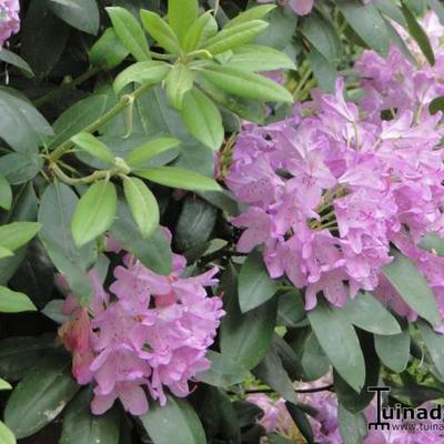 Rhododendron ponticum - Rhododendron de la mer Noire - Rhododendron ponticum