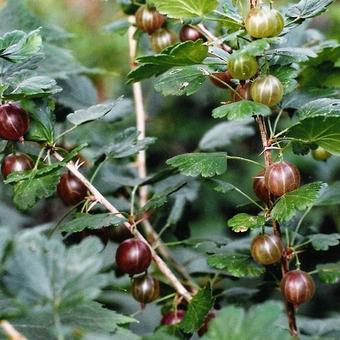 Ribes uva-crispa Hinnonmaki Röd