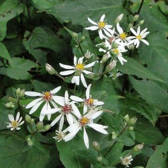 Aster divaricatus