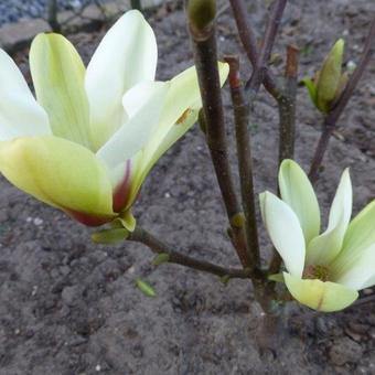 Magnolia 'Sunrise'