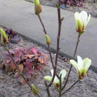 Magnolia 'Sunrise'