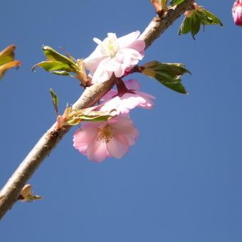 Prunus 'Accolade'