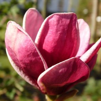 Magnolia soulangeana x lilliflora 'Genie'