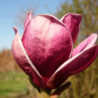 Magnolia soulangeana x lilliflora 'Genie'