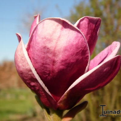 Magnolia soulangeana x lilliflora 'Genie'