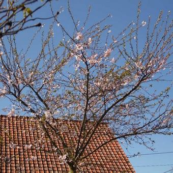 Prunus x subhirtella 'Autumnalis'