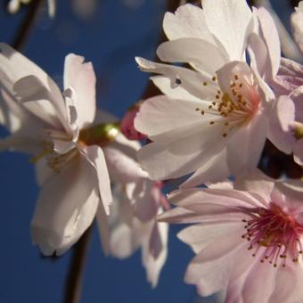 Prunus x subhirtella 'Autumnalis'