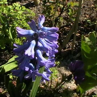 Hyacinthus orientalis 'Delft Blue'