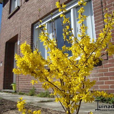 Forsythia x intermedia 'Spectabilis' - 