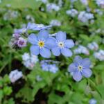 Wald-Vergissmeinnicht - Myosotis sylvatica