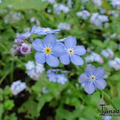 Myosotis sylvatica - myosotis des bois