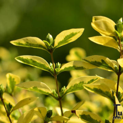 Ligustrum ovalifolium 'Aureum' - 