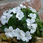 Primula hirsuta 'Alba'  - 