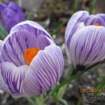 Crocus vernus ’Pickwick’ - 