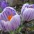 Crocus vernus ’Pickwick’