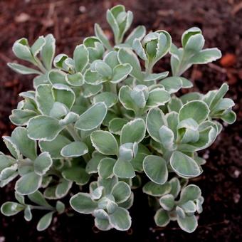 Sedum erythrostictum 'Frosty Morn'